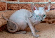 Кошечка Daphne of White Raven