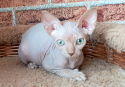 Котик Darel of White Raven