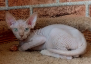 Котик Darel of White Raven