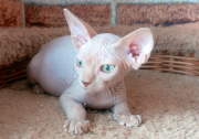 Котик Darel of White Raven
