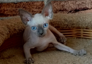 Кошечка Genevieve of White Raven