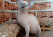 Кошечка Genevieve of White Raven