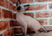 Котик Grayson of White Raven
