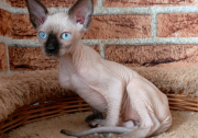 Котик Grayson of White Raven