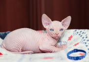 Котик Joker  of White Raven