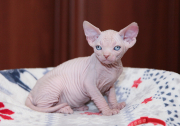 Котик Jackson  of White Raven
