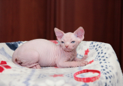 Котик Jackson  of White Raven