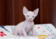 Котик Justin  of White Raven