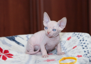 Котик Justin  of White Raven