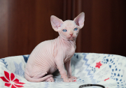 Котик  Jordan of White Raven