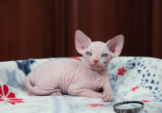 Котик  Jordan of White Raven