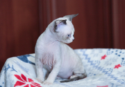 Кошечка  Julietta of White Raven