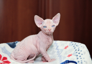 Котик  Jordan of White Raven