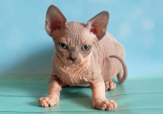 Котик Humphrey Leo of White Raven